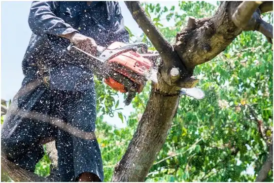 tree services Maguayo